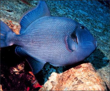 20110307-NOAA reef fish blue trigger fish 2054.jpg